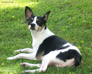 Rat Terrier