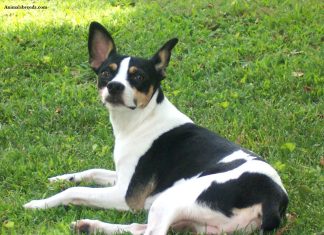 Rat Terrier Rat Terrier