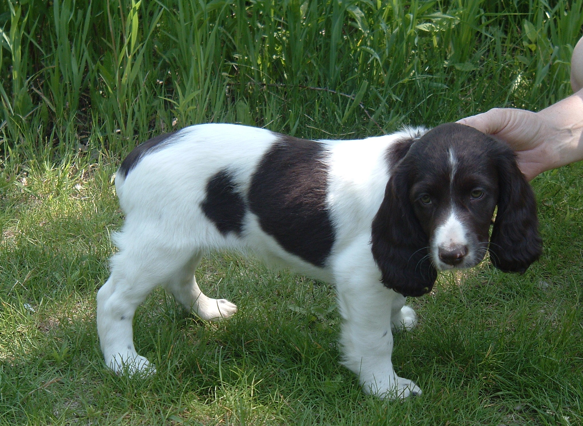 Russian Spaniel Puppies Rescue Pictures Information Temperament Characteristics Animals Breeds