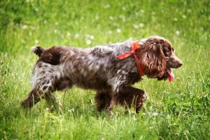 Russian Spaniel