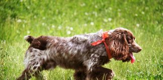 Russian Spaniel