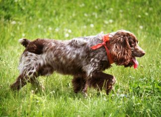 Russian Spaniel