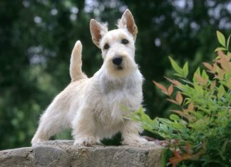 Scottish Terrier