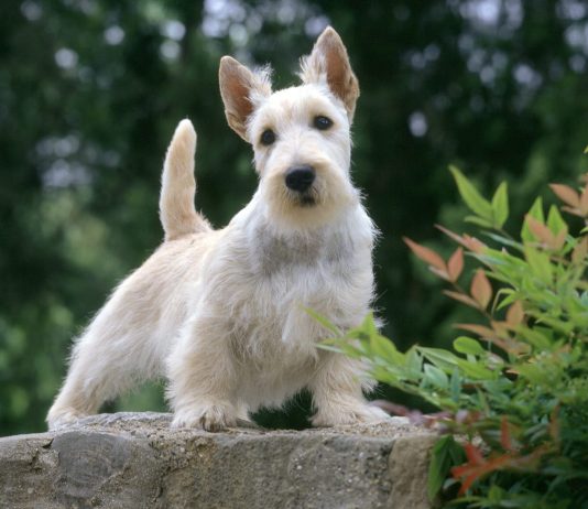 Scottish Terrier