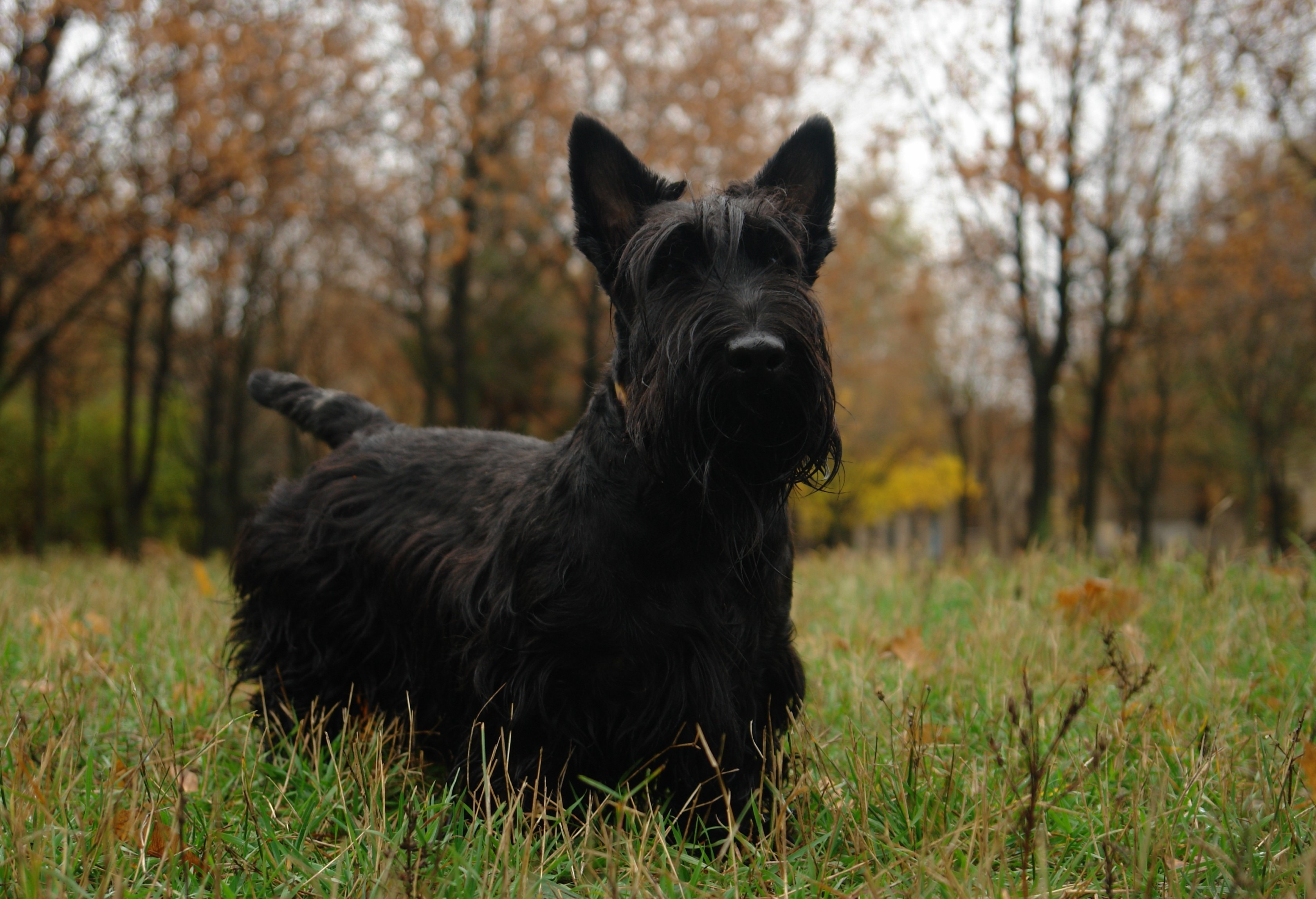 Scottish Terrier Puppies Rescue Pictures Information Temperament 