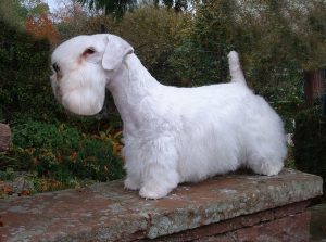 Sealyham Terrier