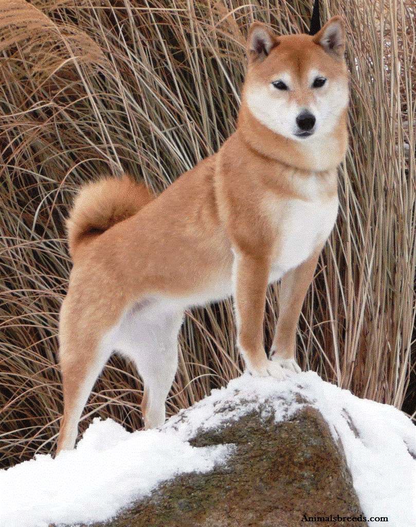 Shiba Inu 15