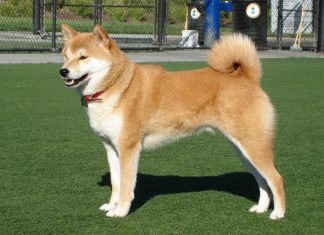Shiba Inu