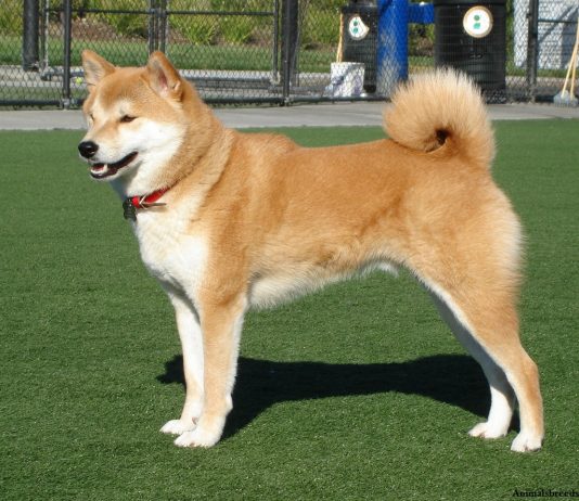 Shiba Inu