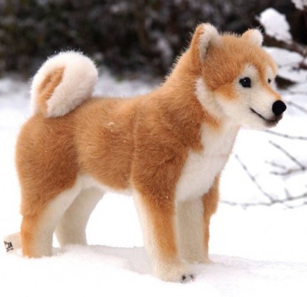 Shiba Inu Dog Breed Information Pictures Characteristics