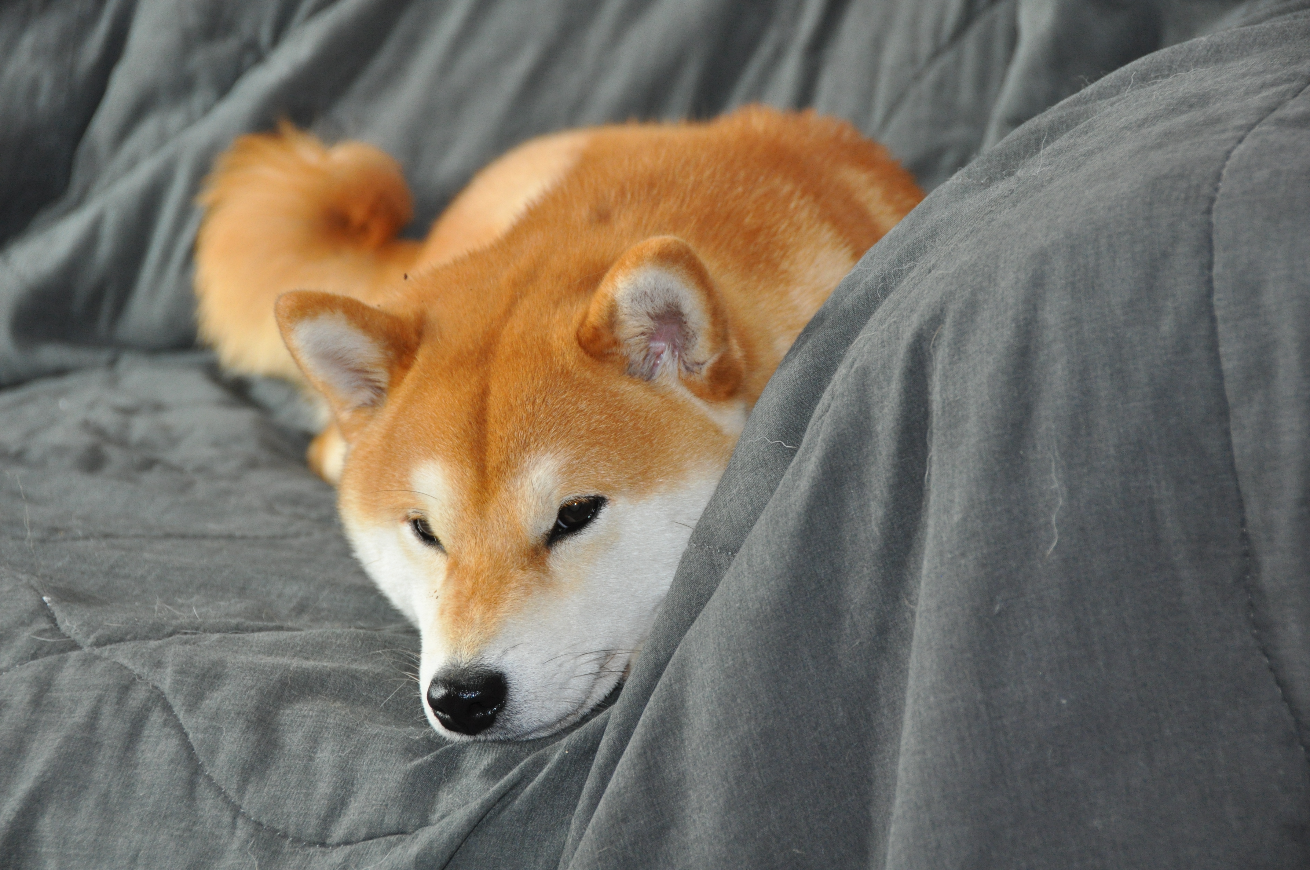 shiba inu bellzi