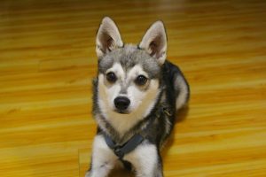 Alaskan Klee Kai