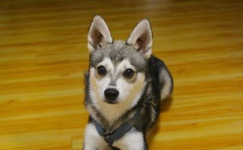 Alaskan Klee Kai