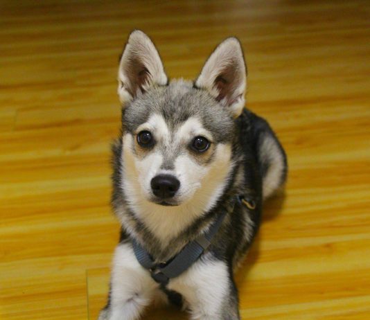 Alaskan Klee Kai