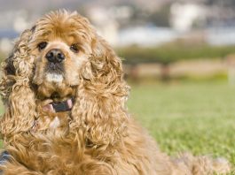 American Cocker Spaniel