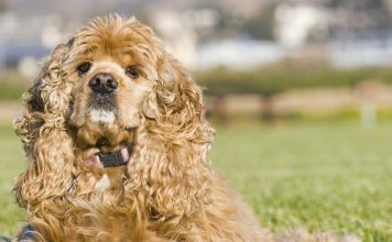 American Cocker Spaniel