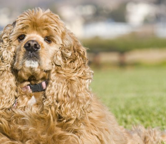 American Cocker Spaniel