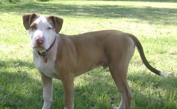 American Pit Bull Terrier