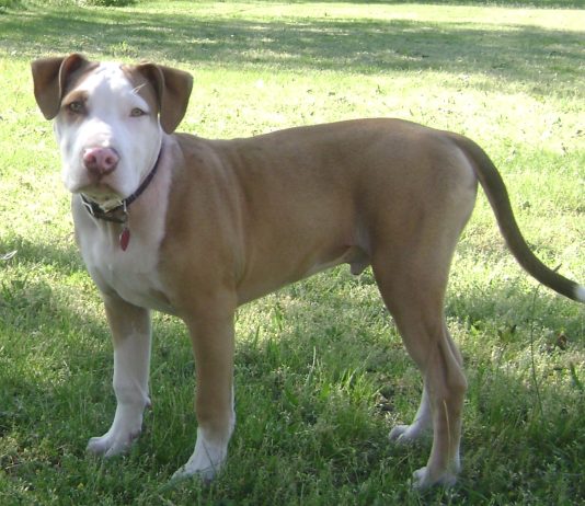 American Pit Bull Terrier