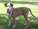 American Pit Bull Terrier