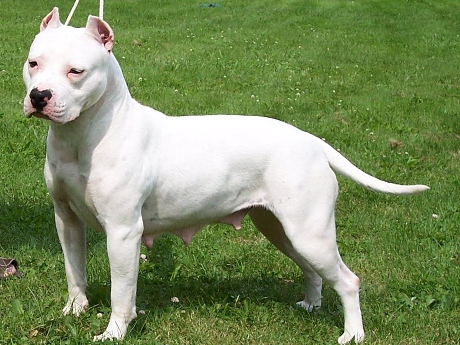 American Pit Bull Terrier Puppies Rescue Pictures Information 