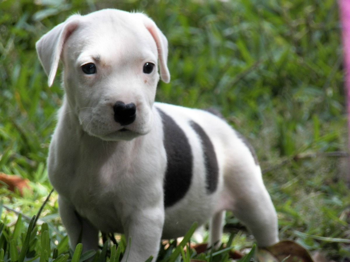 American Pit Bull Terrier Puppies, Rescue, Pictures