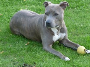 American Staffordshire Terrier