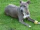 American Staffordshire Terrier