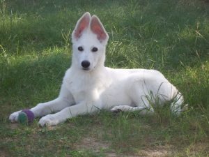 American White Shepherd