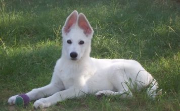 American White Shepherd