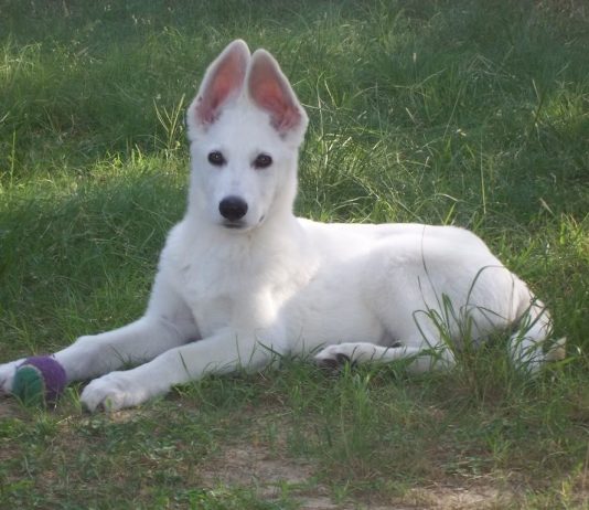 American White Shepherd