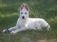 American White Shepherd