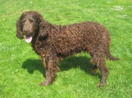 American Water Spaniel