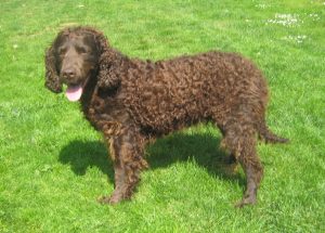 American Water Spaniel