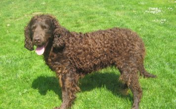 American Water Spaniel