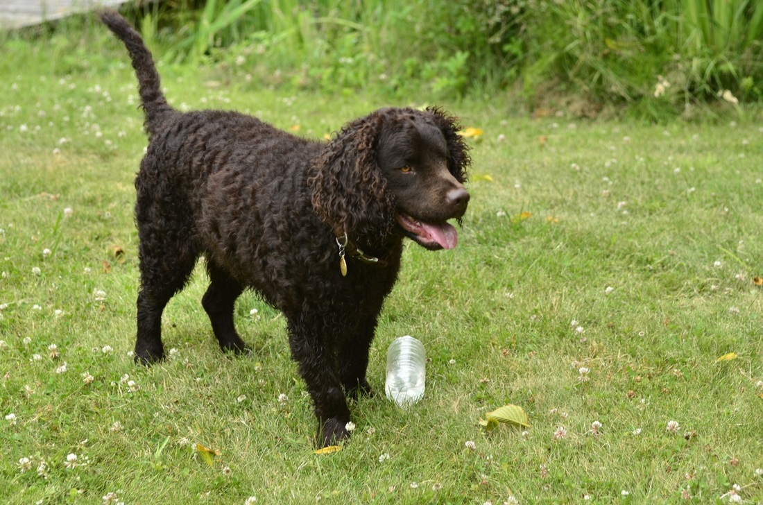 American Water Spaniel Puppies Rescue Pictures Information 