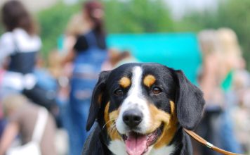 Appenzeller sennenhund