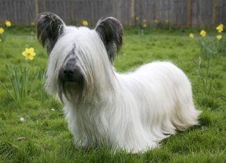 Skye Terrier Skye Terrier