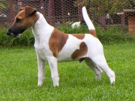 Smooth Fox Terrier