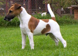 Smooth Fox Terrier