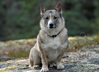 Swedish Vallhund Swedish Vallhund