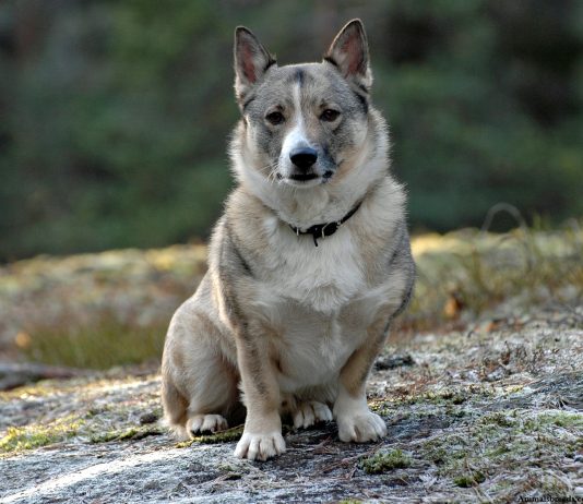 Swedish Vallhund