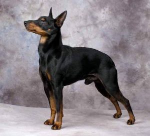 Toy Manchester Terrier
