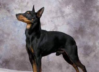 Toy Manchester Terrier