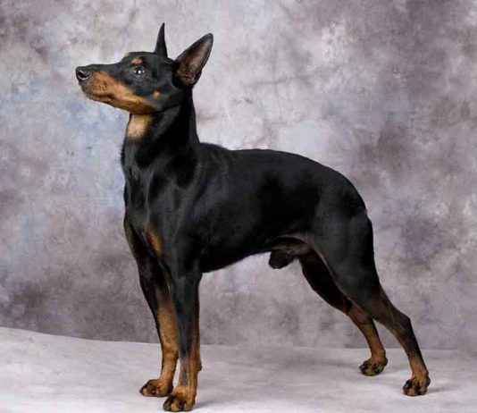 Toy Manchester Terrier