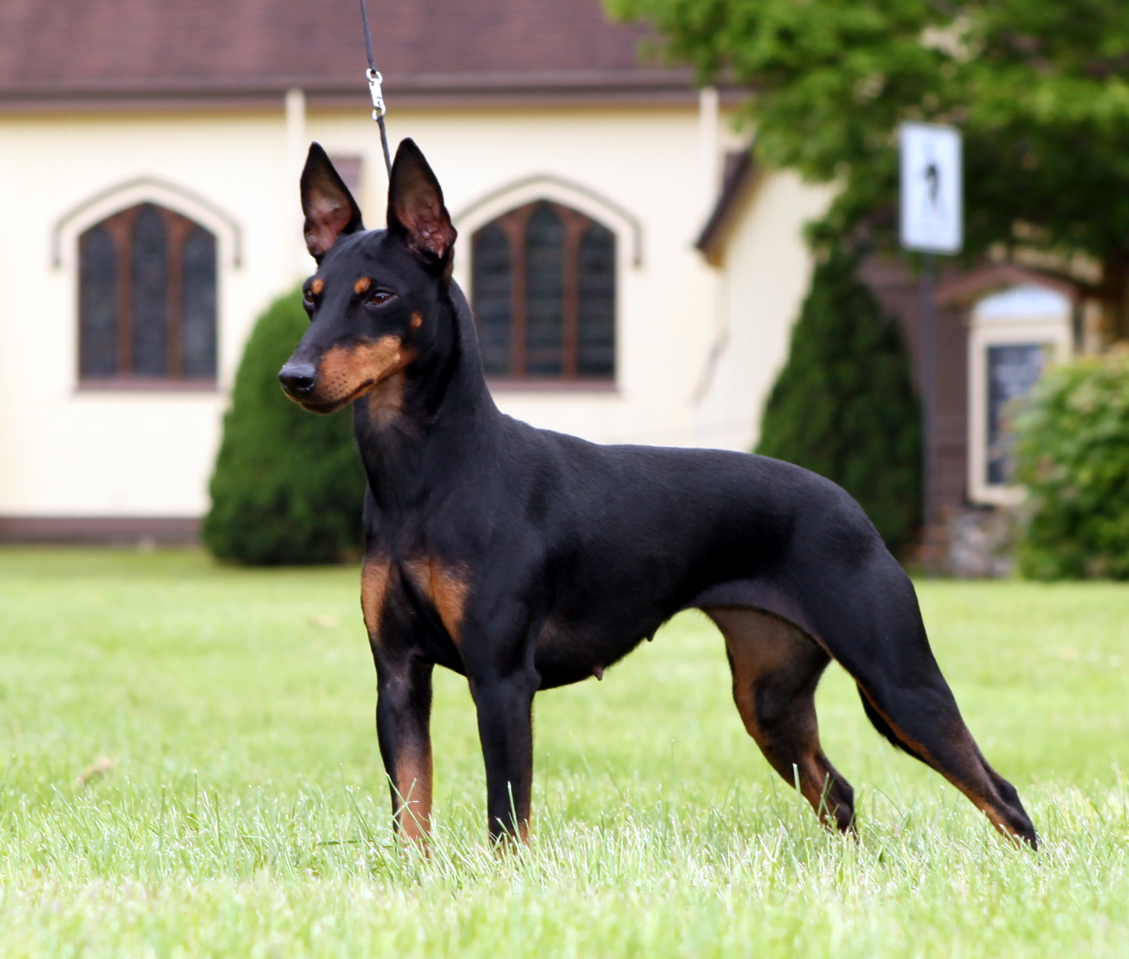 Manchester Terrier Size Chart