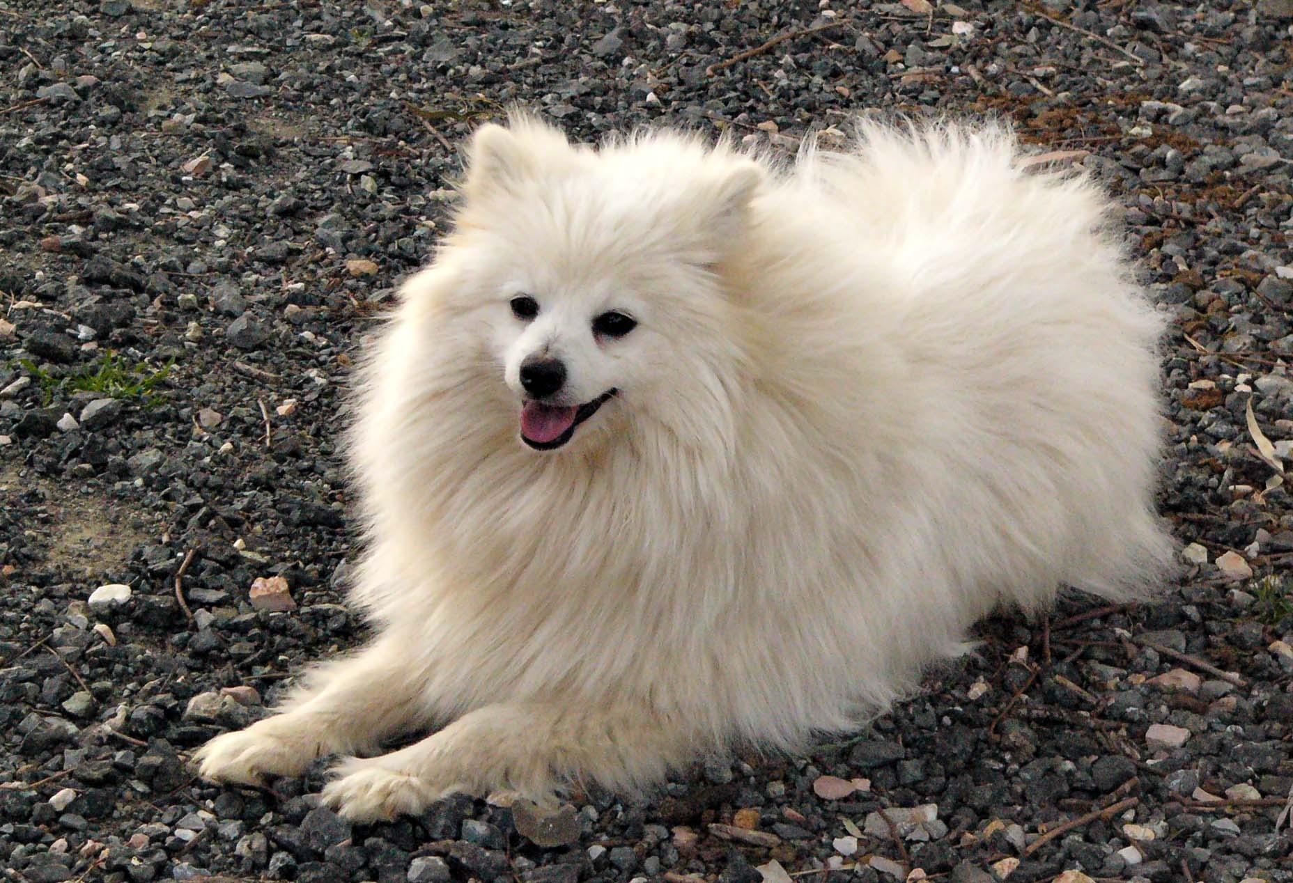 Volpino Italiano Puppies Rescue Pictures Information Temperament Characteristics Animals Breeds