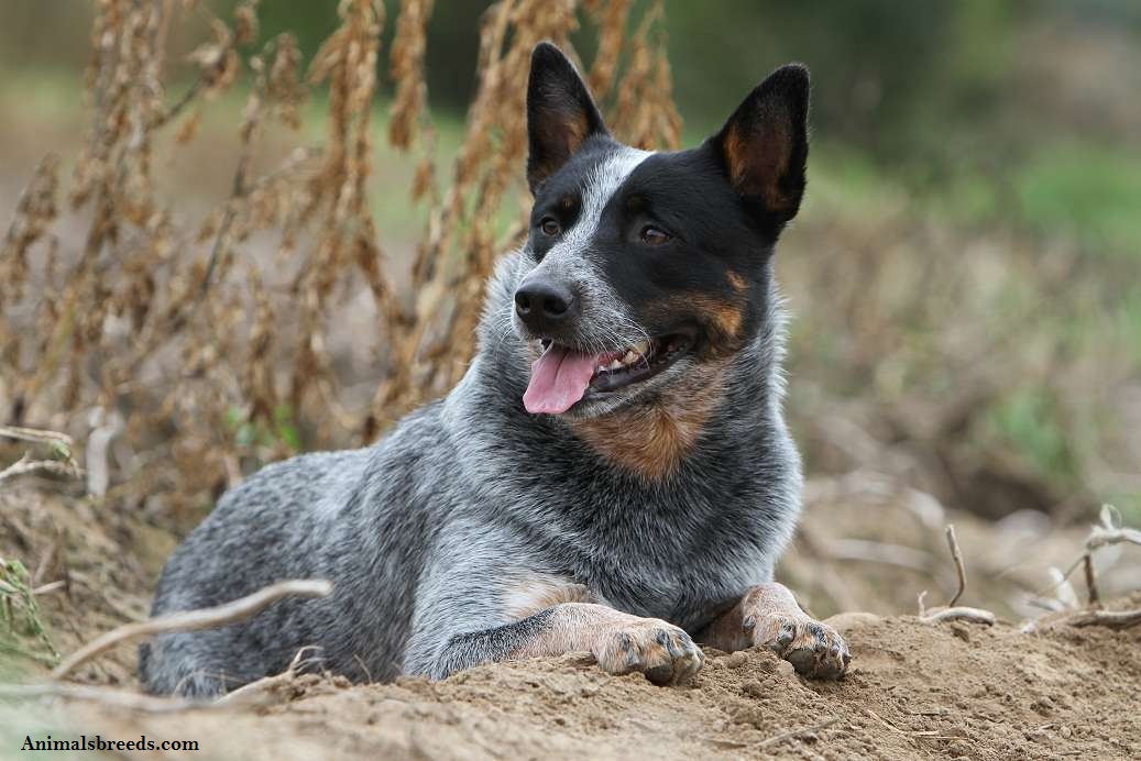 Australian Cattle Dog Puppies Rescue Pictures Information 