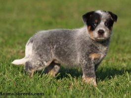 Australian Cattle Dog