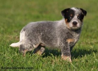 Australian Cattle Dog